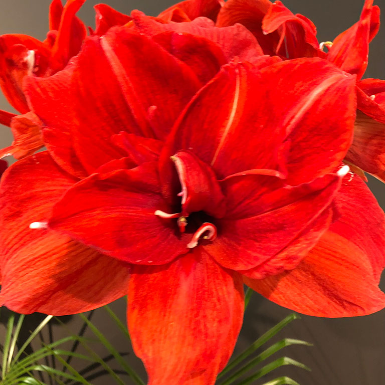 Amaryllis-Apple-Blossom.jpg