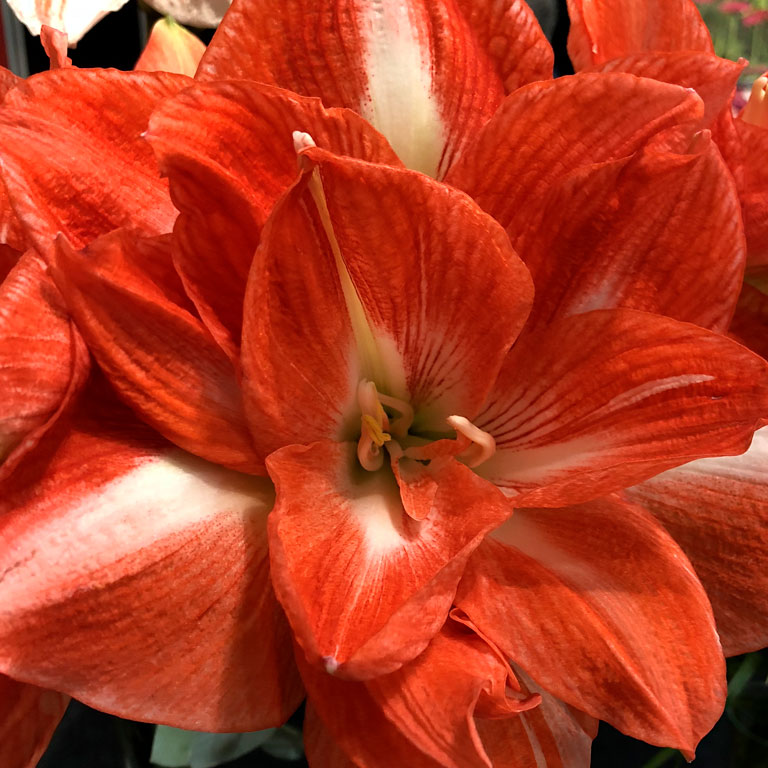 Amaryllis-Hercules.jpg