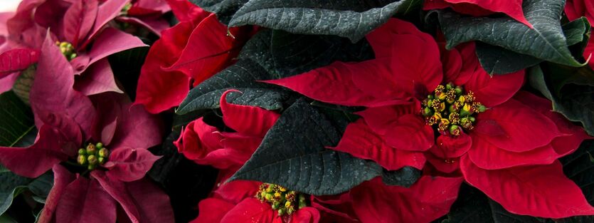 Gi bort en julestjerne