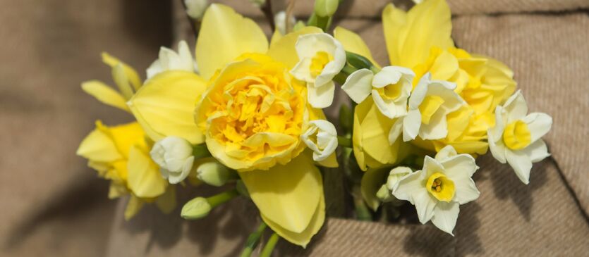 Narciss &ndash; p&aring;skelilje &amp; pinselilje