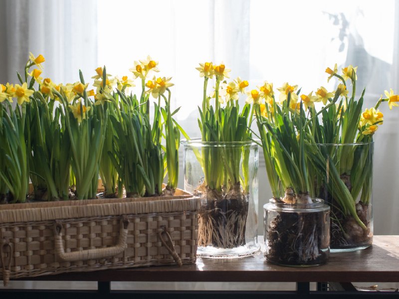 narcisser-i-kurv-og-glassvase.jpg