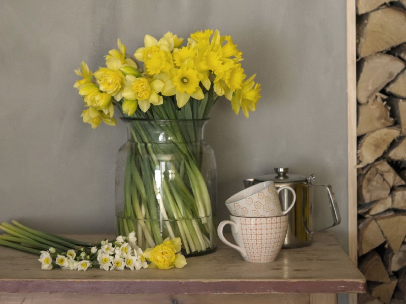 Paaskeliljer-og-pinseliljer-paa-hytta.jpg
