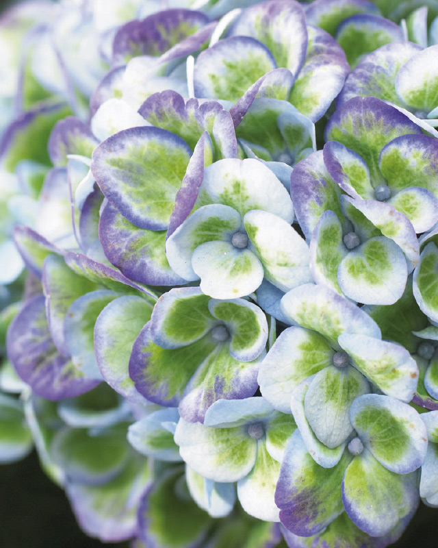 naerbilde-av-hortensia-magical.jpg