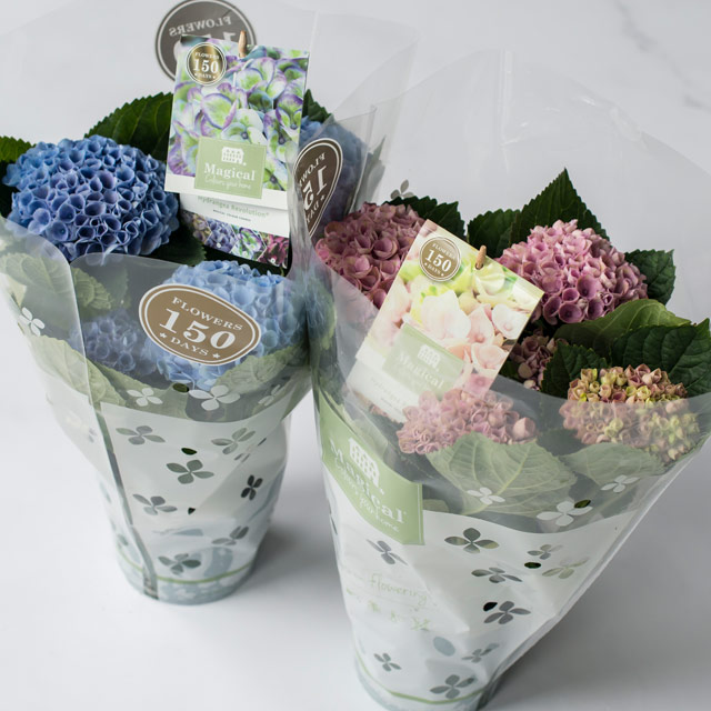 hortensia-magical-i-potte-salg.jpg