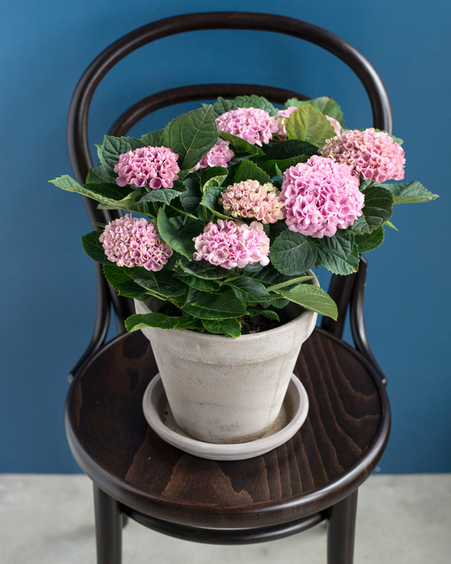 hortensia-magical-ifra-rosa-til-mork-rod.jpg