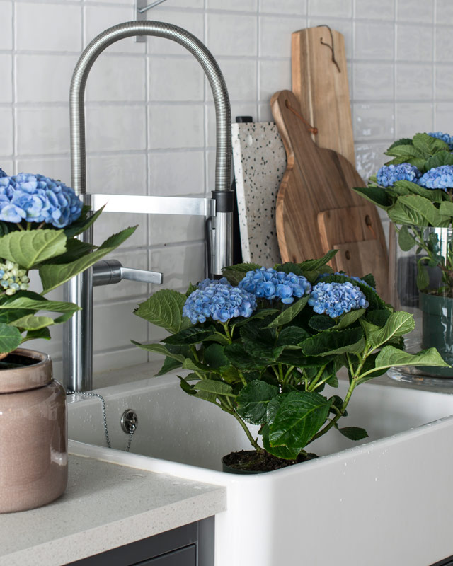 hortensia-magical-liker-godt-aa-bli-dusjet.jpg