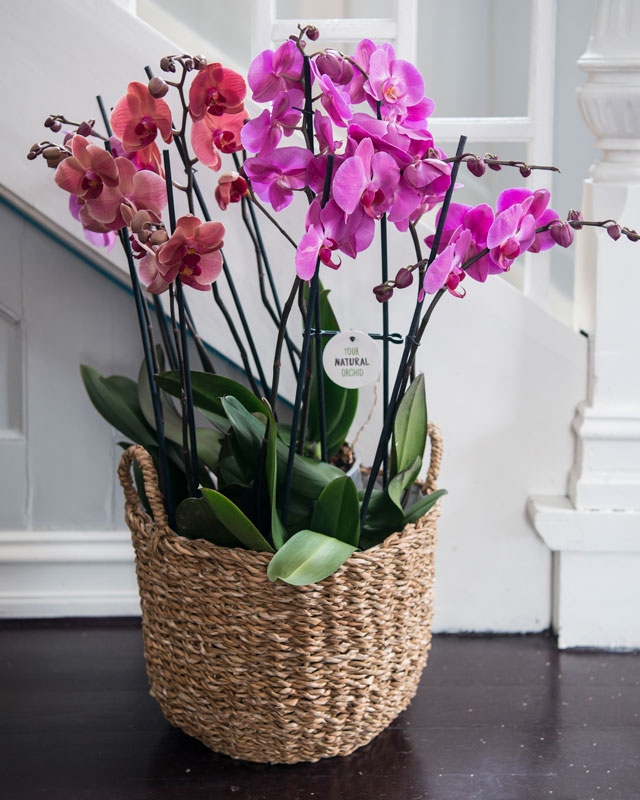 phalaenopsis-orkide-kurv.jpg