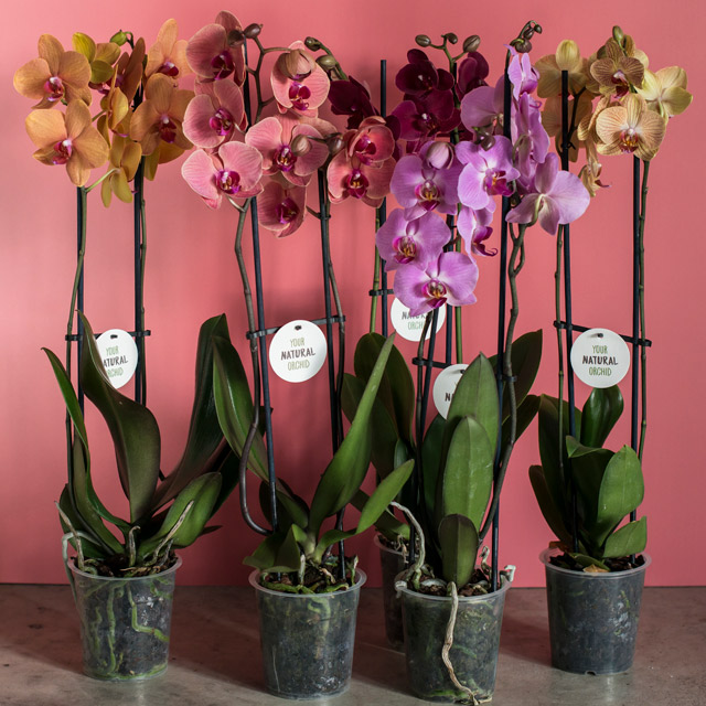 phalaenopsis-orkide-2-for-199-2.jpg