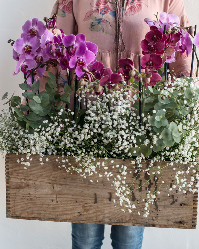 phalaenopsis-orkide-import-kasse.jpg