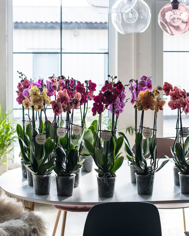 phalaenopsis-orkide-passer-i-alle-rom-2.jpg