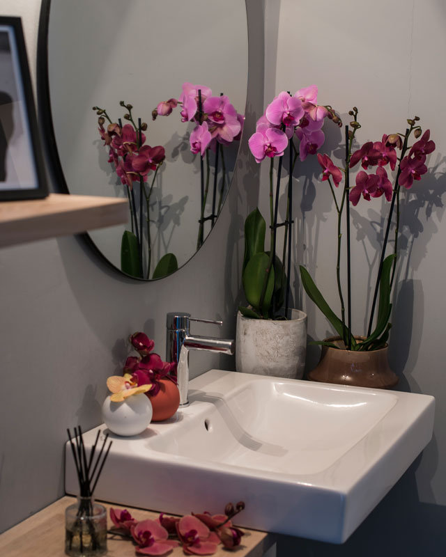 phalaenopsis-orkide-passer-i-alle-rom-3.jpg