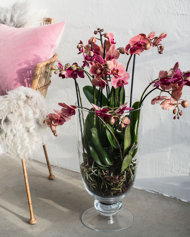 phalaenopsis-orkide-planting-glassvase.jpg