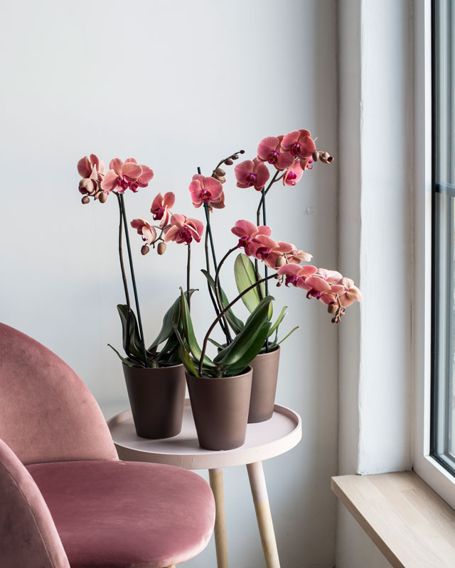 phalaenopsis-orkide-import-mest-anvendt.jpg