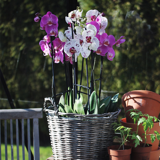phalaenopsis-orkide-2020.jpg