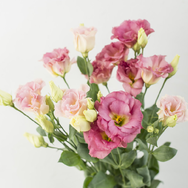 Lisianthus-Arena-Champagne-Pink.jpg