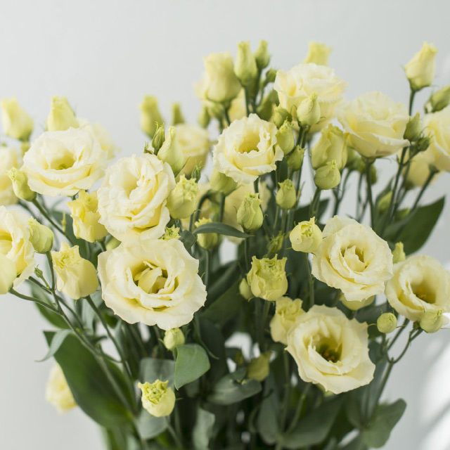 Lisianthus-Croma-Yellow.jpg