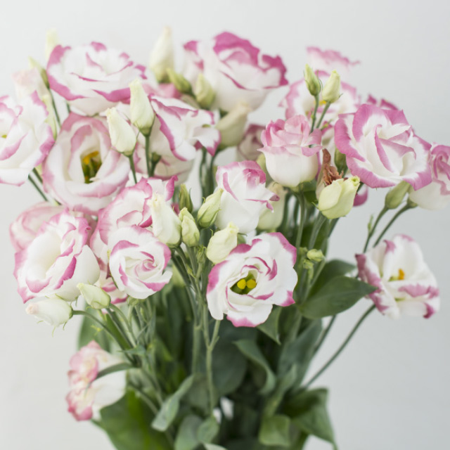 Lisianthus-Rosita-Hot-Lips.jpg