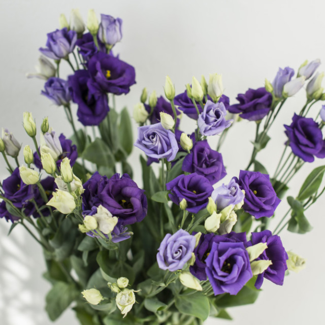 Lisianthus-Rosita-Blue.jpg