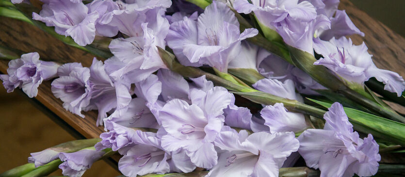 Gladioler