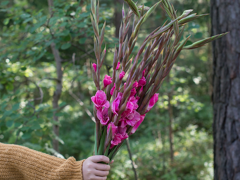gladioler-varierer-mellom-rosa-rodt-lille-til-hvit-1.jpg