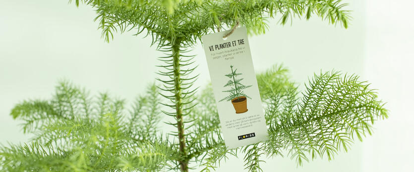 Kj&oslash;p et tre - Plant et tre