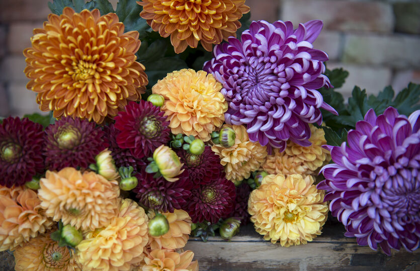 Pynt opp med norske potteplanter