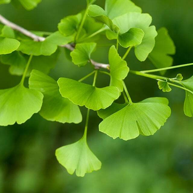 ginko-1.jpg