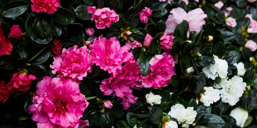 Azalea - julens rosetre