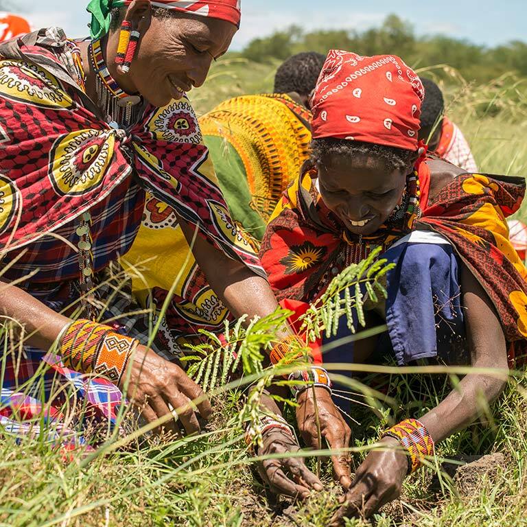 treplanting-i-kenya-masaikvinner-arbeider.jpg