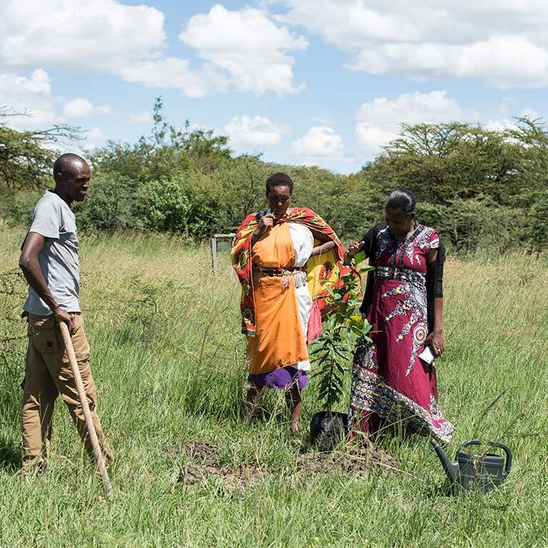 treplanting-i-kenya-masaikvinner-planter-2.jpg