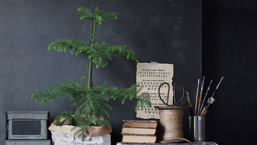 Kj&oslash;p et tre - Plant et tre