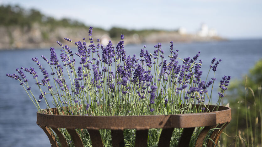 Lavendel gir middelhavsstemning