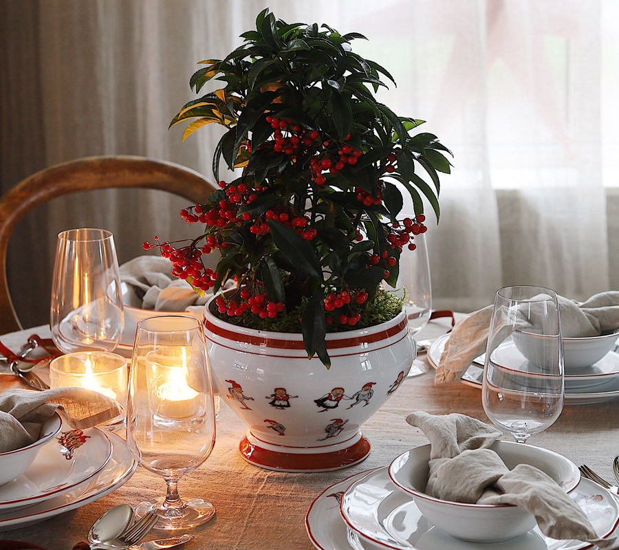 ardisia-julens-fineste-«hemmelighet»-rode-i-potte-paa-julebordet.jpg