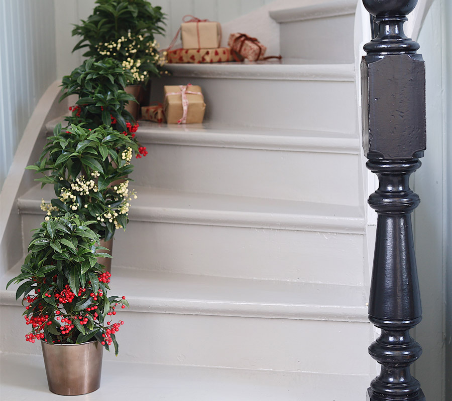 ardisia-julens-fineste-«hemmelighet»-rode-og-hvite-og-gule-i-trapp.jpg