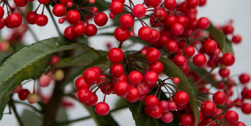 Ardisia - julens fineste hemmelighet