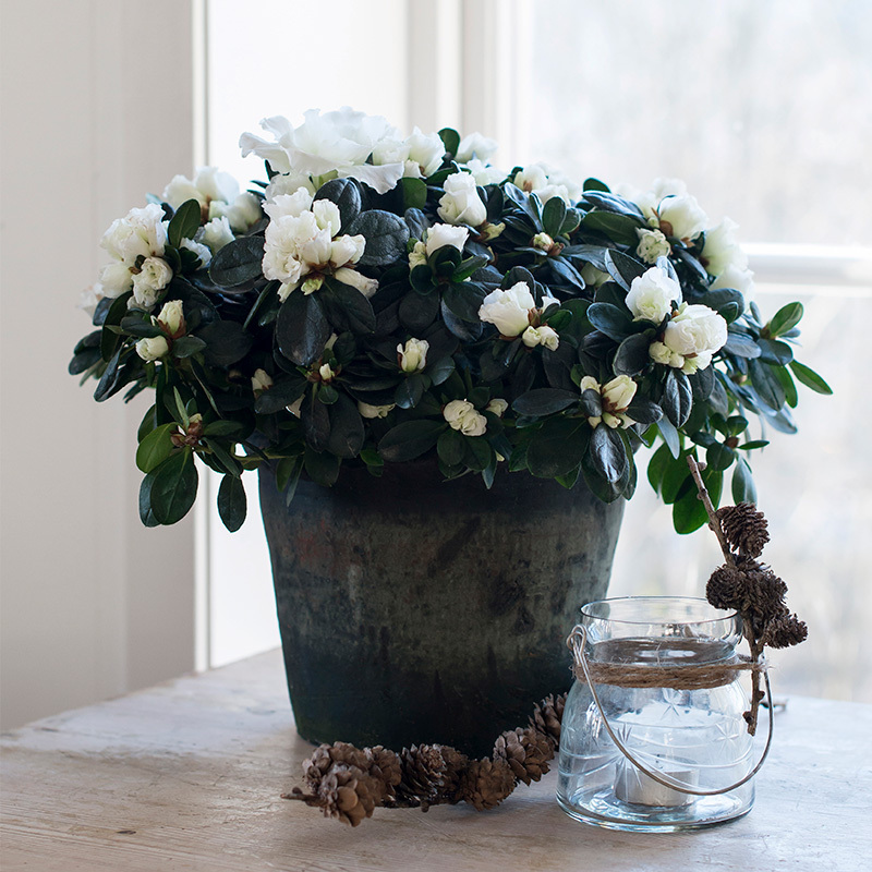 azalea-lyser-opp-i-vintermoerket-paa-bordet-i-boette-vase.jpg