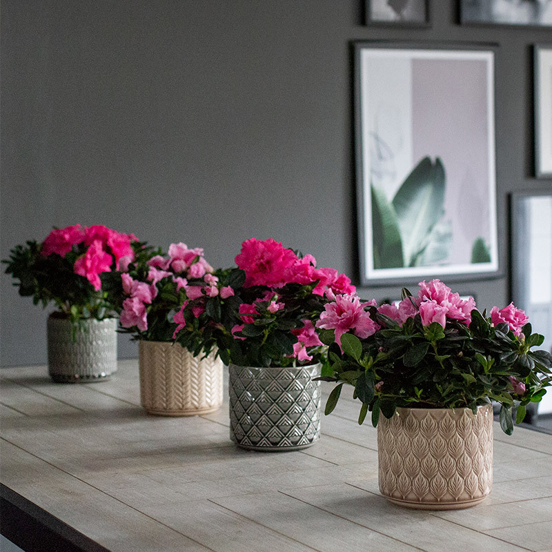 azalea-lyser-opp-i-vintermoerket-azalea-rosa-1.jpg