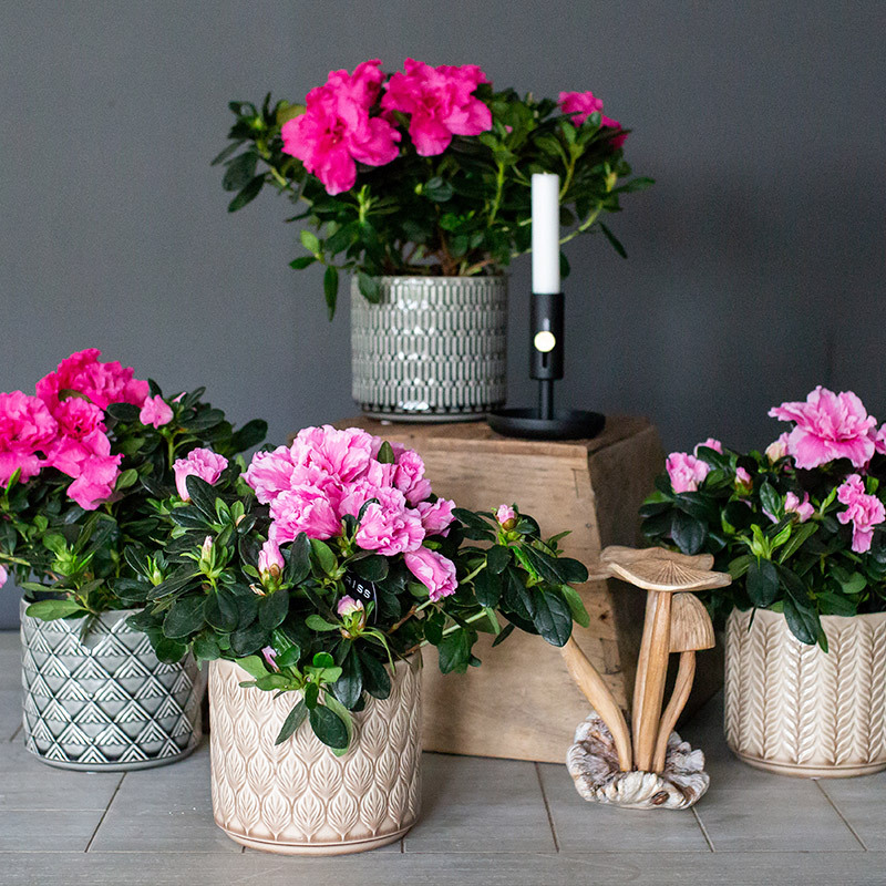 azalea-lyser-opp-i-vintermoerket-azalea-rosa-2.jpg