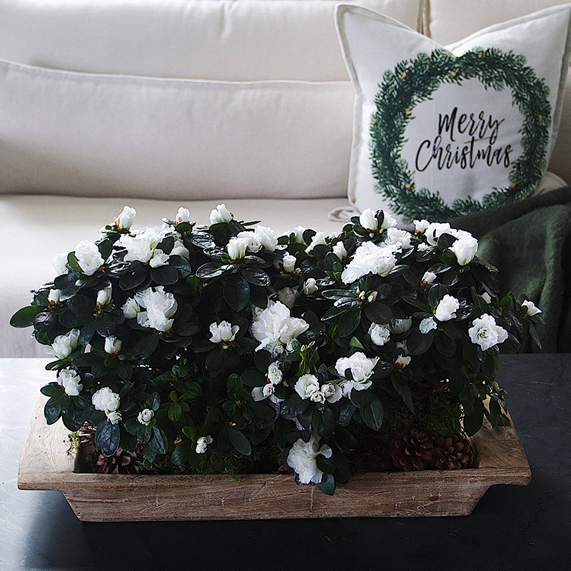 azalea-lyser-opp-i-vintermoerket-hvit 2.jpg