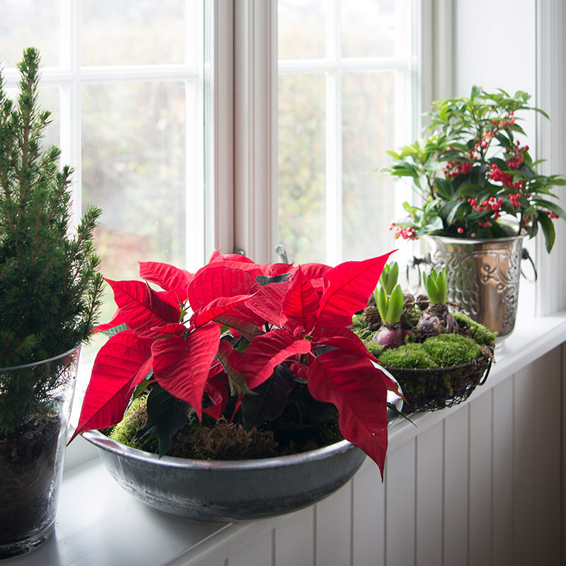 julestjerne-svibel-ardisia-i-vindu-jul.jpg