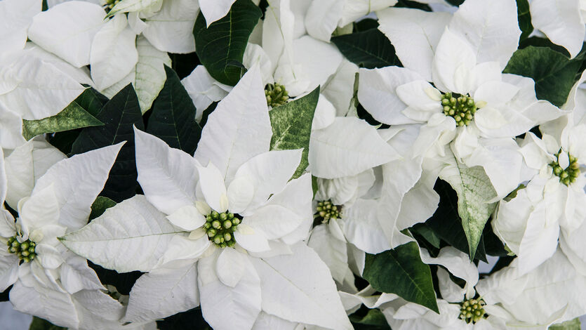 Julestjerne, kom til oss