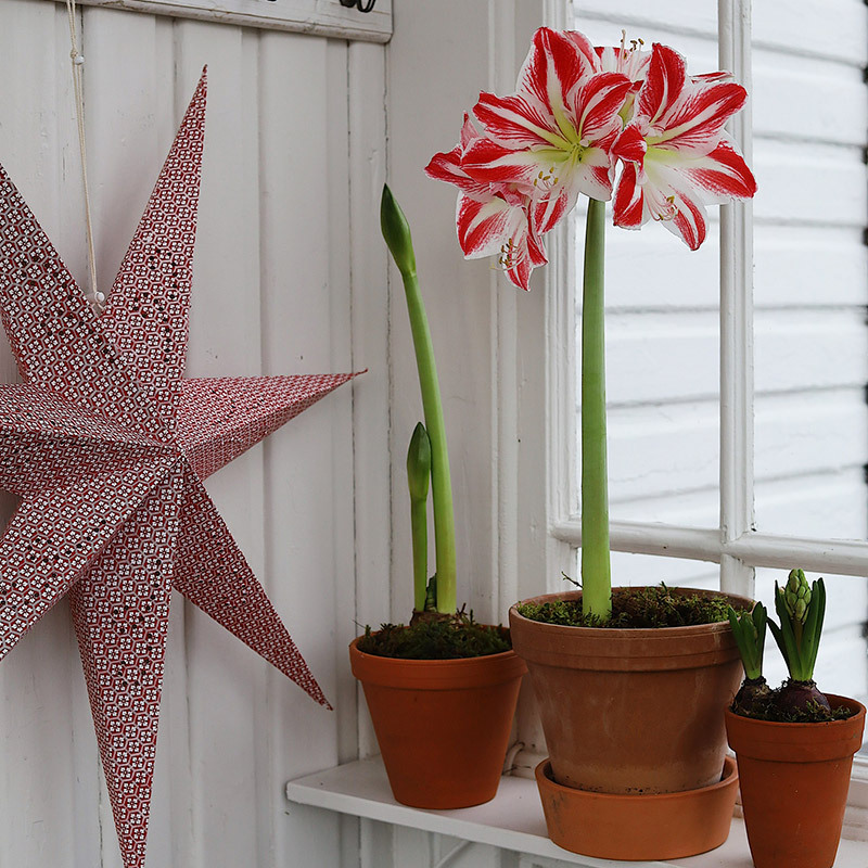julens-vakreste-loekblomster-jul-amaryllis-spartacus-1.jpg