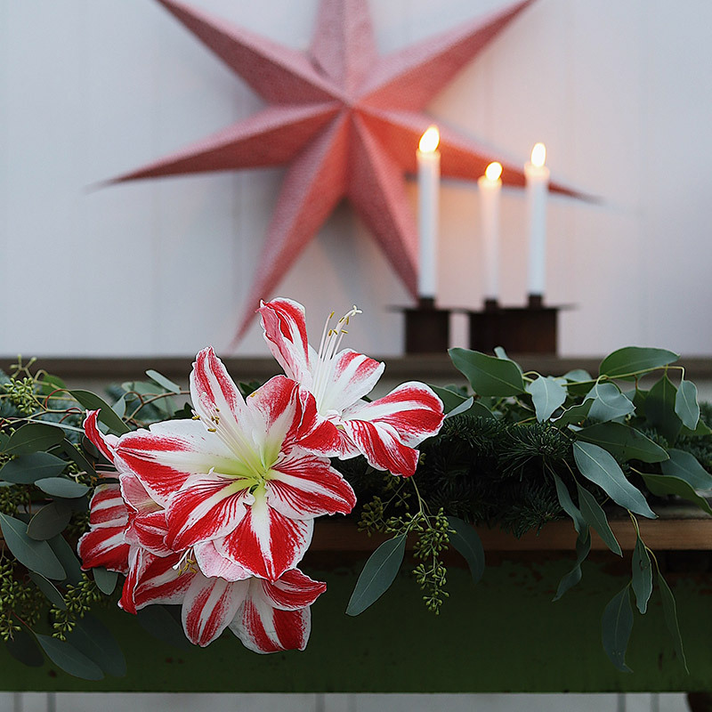julens-vakreste-loekblomster-jul-amaryllis-spartacus-2.jpg