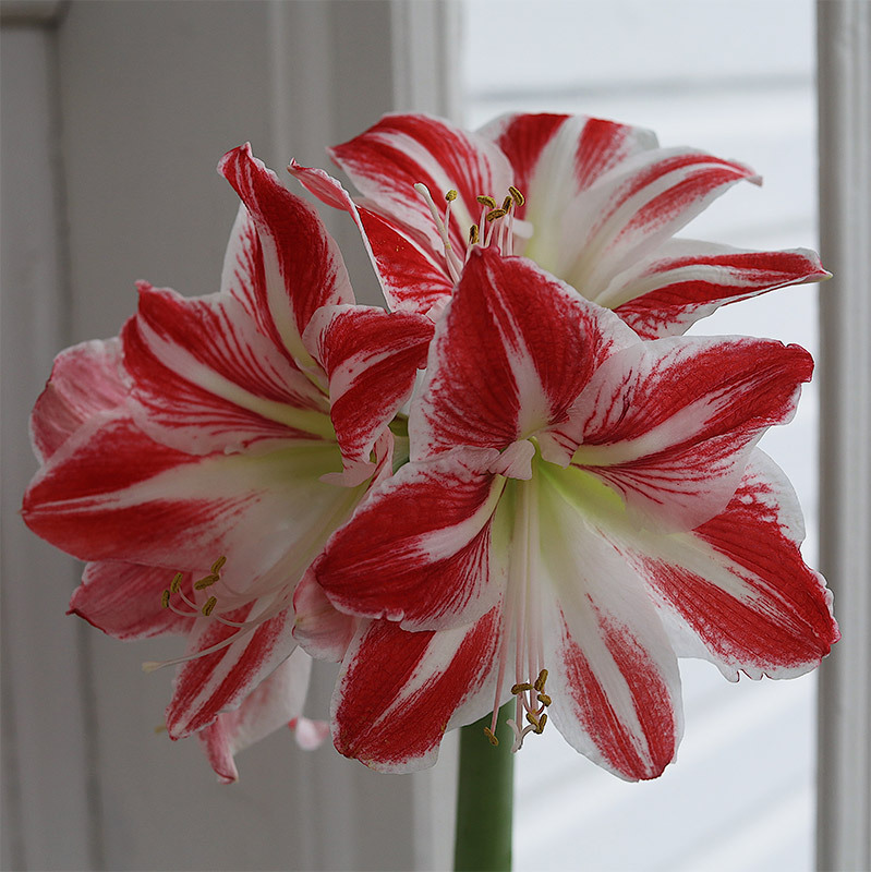 julens-vakreste-loekblomster-jul-amaryllis-spartacus-3.jpg