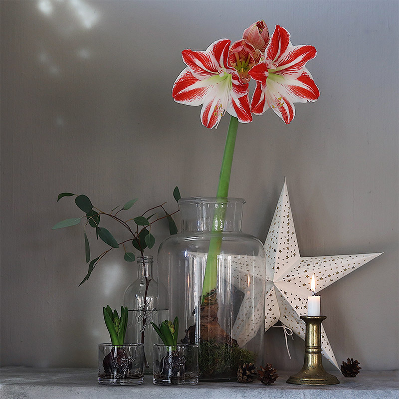 julens-vakreste-loekblomster-jul-amaryllis-spartacus-4.jpg