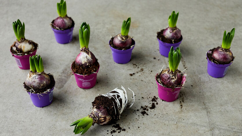 Julens vakreste løkblomster