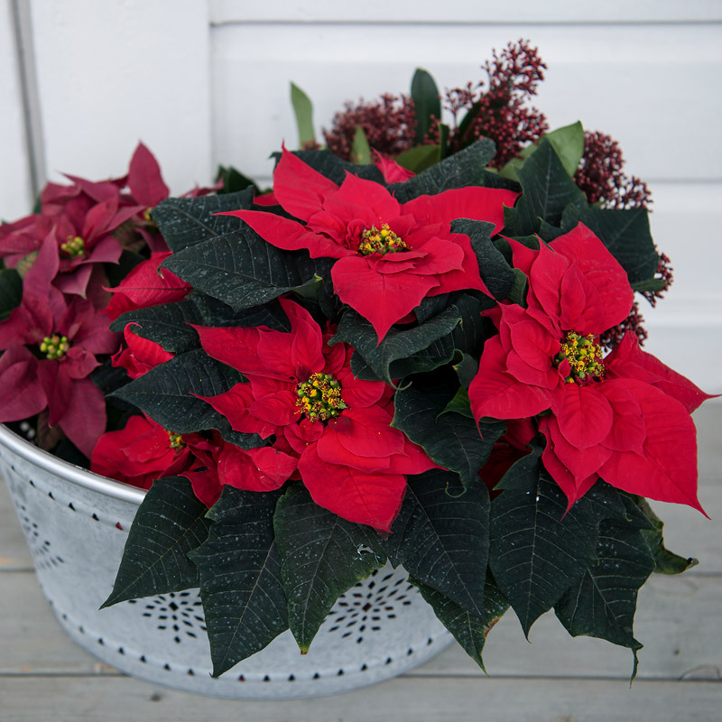julestjerne-roed-og-burgunder-i-potte.jpg