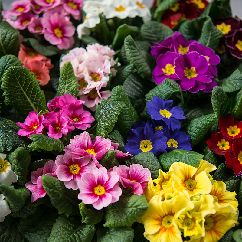 tyvstart-vaaren-med-primula-og-perleblomst-primula-2.jpg