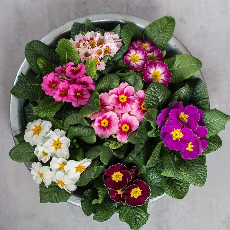 tyvstart-vaaren-med-primula-og-perleblomst-primula-3.jpg