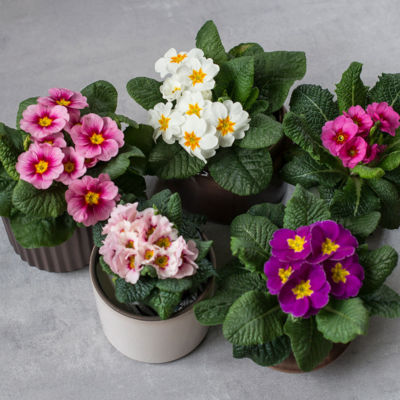 tyvstart-vaaren-med-primula-og-perleblomst-primula-4.jpg